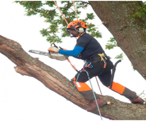 So, you want to be a…..Tree Surgeon?
